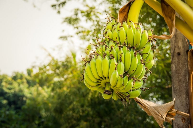 як росте банан в природі